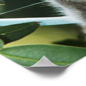 Poster de Koala et de Cub (Coin)