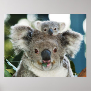 Poster de Koala et de Cub