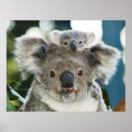Poster de Koala et de Cub (Devant)
