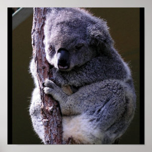 Poster de Koala in Tree