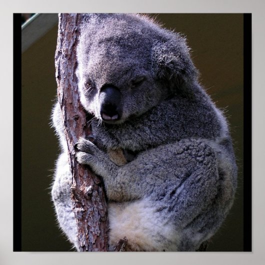 Poster de Koala in Tree (Devant)