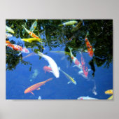 Poster de Koi (Devant)