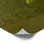 Poster de Koi Carp (Coin)