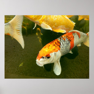 Poster de Koi Carp