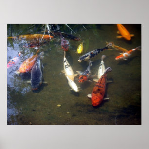 Poster de Koi Carp
