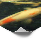 Poster de Koi Impressions (Coin)