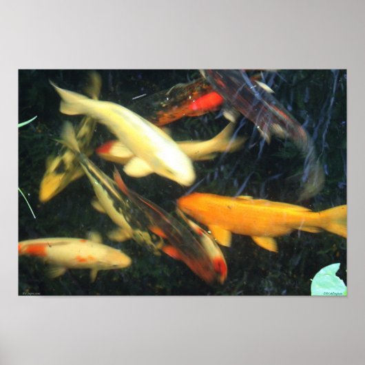 Poster de Koi Impressions (Devant)