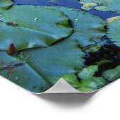 Poster de Koi Pond (Coin)