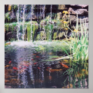 Poster de Koi Pond