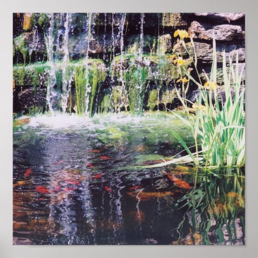 Poster de Koi Pond (Devant)