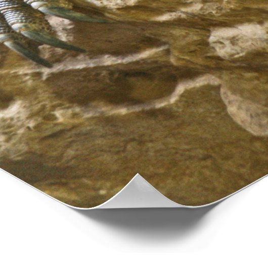 Poster de Komodo Dragon (Coin)