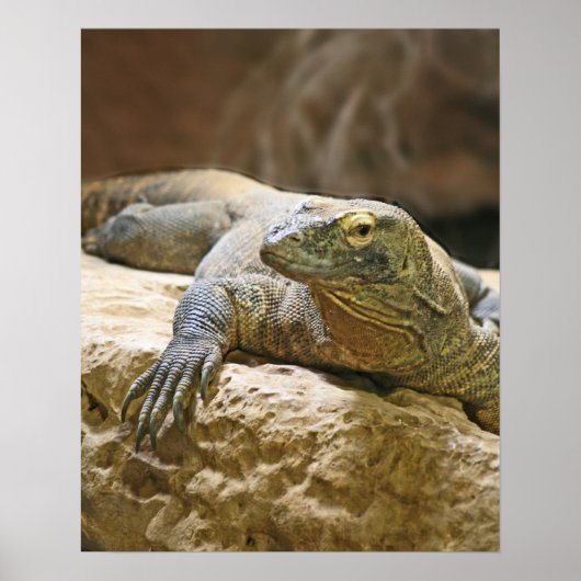 Poster de Komodo Dragon (Devant)