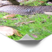 Poster de Komodo Dragon (0606) (Coin)