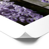 Poster de la bactérie Wisteria (Coin)