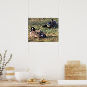 Poster de la Bernache du Canada (Cuisine)