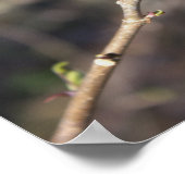 Poster de la branche de l'arbre (Coin)
