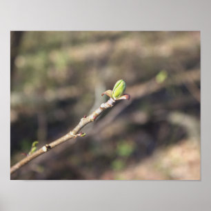 Poster de la branche de l'arbre