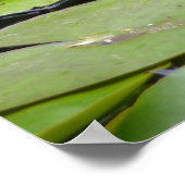 Poster de la cascade Lilly Pad (Coin)