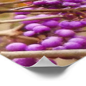 Poster de la chanson Thrush (Coin)