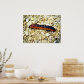 Poster de la Chèvre Moth Caterpillar (Cuisine)