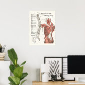 Poster de la chiropratique du corps solide (Bureau à domicile)