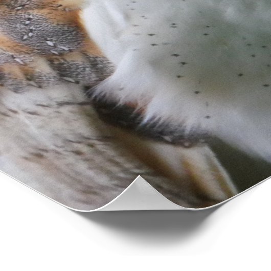 Poster de la Chouette (Coin)