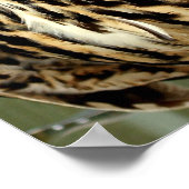 Poster de la Chouette à longue portée (Coin)