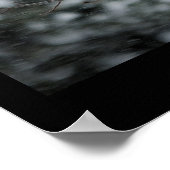 Poster de la Chouette Barred Snow Storm (Coin)