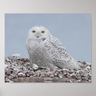 Poster de la Chouette des neiges sur coquilles