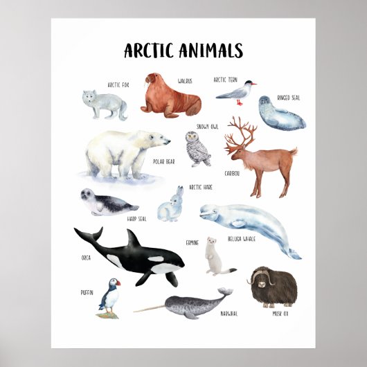 Poster de la classe éducative Arctic Animaux (Devant)
