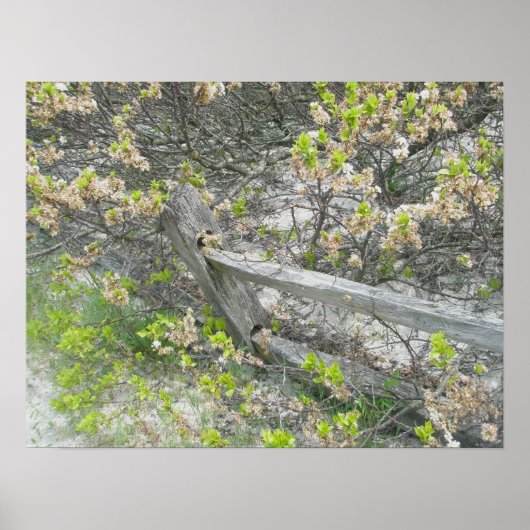 Poster de la clôture contre les dunes IBSP (Devant)