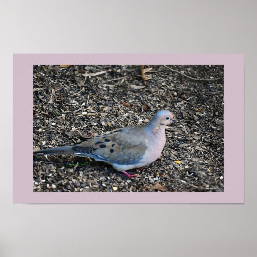 Poster de la colombe en deuil (Devant)