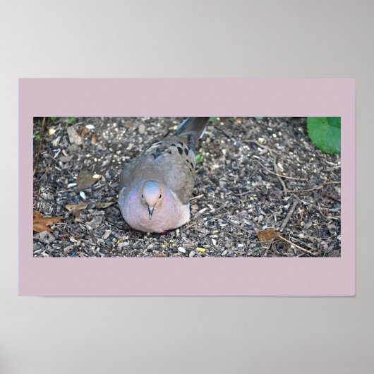 Poster de la colombe en deuil (Devant)
