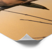 Poster de la colombe en deuil dans l'arbre (Coin)