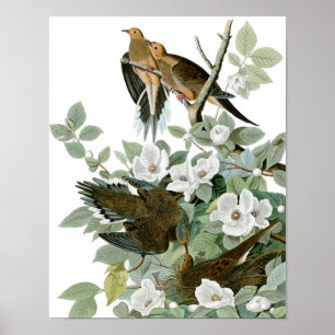 Poster de la colombe vintage de deuil Audubon Impr