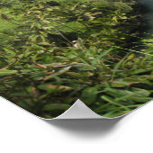 Poster de la côte hawaïenne (Coin)