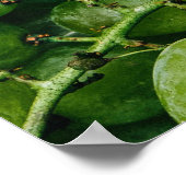 Poster de la cuisine Green Grapes (Coin)