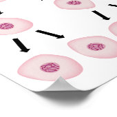 Poster de la division cellulaire (Coin)