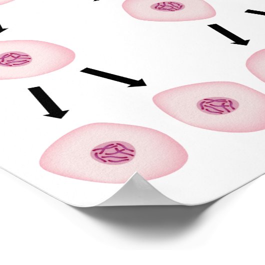 Poster de la division cellulaire (Coin)