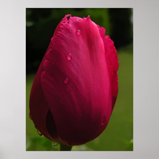 Poster de la douche Tulip (Devant)