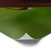 Poster de la douche Tulip (Coin)