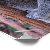 Poster de la famille Koala (Coin)