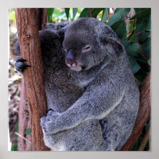 Poster de la famille Koala (Devant)