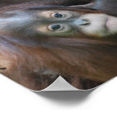 Poster de la famille Orangoutan (Coin)