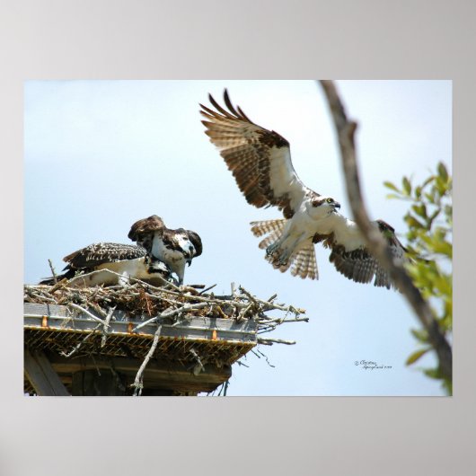 Poster de la famille Osprey (Devant)