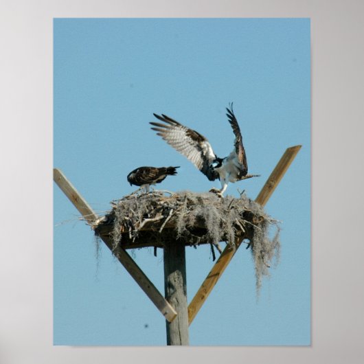 Poster de la famille Osprey bird (Devant)