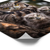 Poster de la famille Owl (Coin)