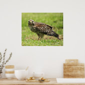 Poster de la faucille à épaulettes rouge (Cuisine)