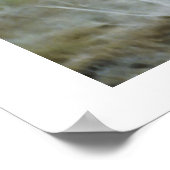 Poster de la faune Cheetah Kisses (Coin)