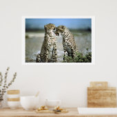 Poster de la faune Cheetah Kisses (Cuisine)